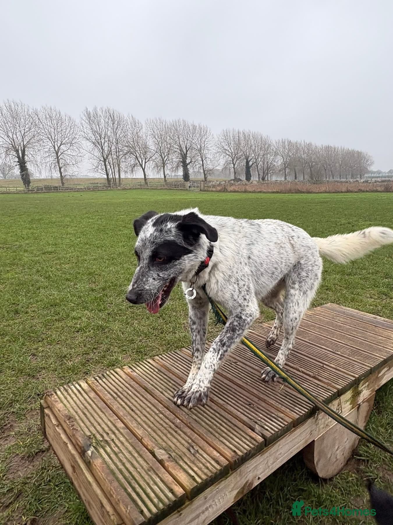 Cessil - Norwich Norfolk photo 23