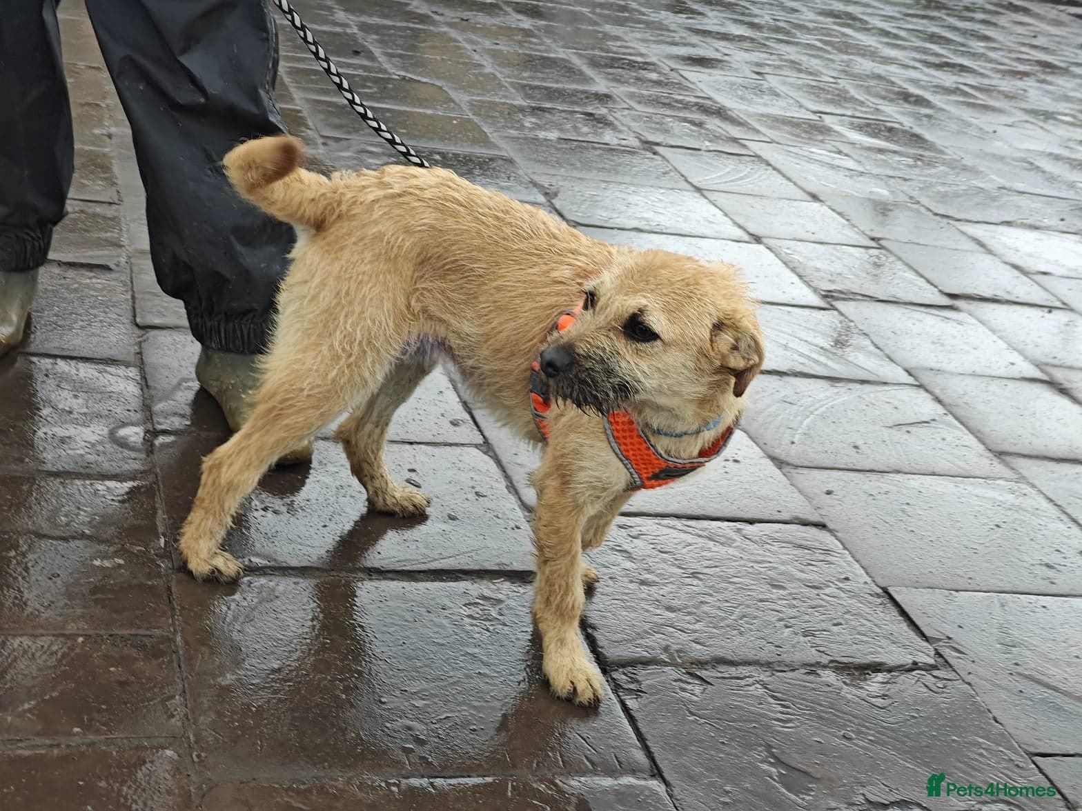 ๏ธ๐ถ bekki photo 18