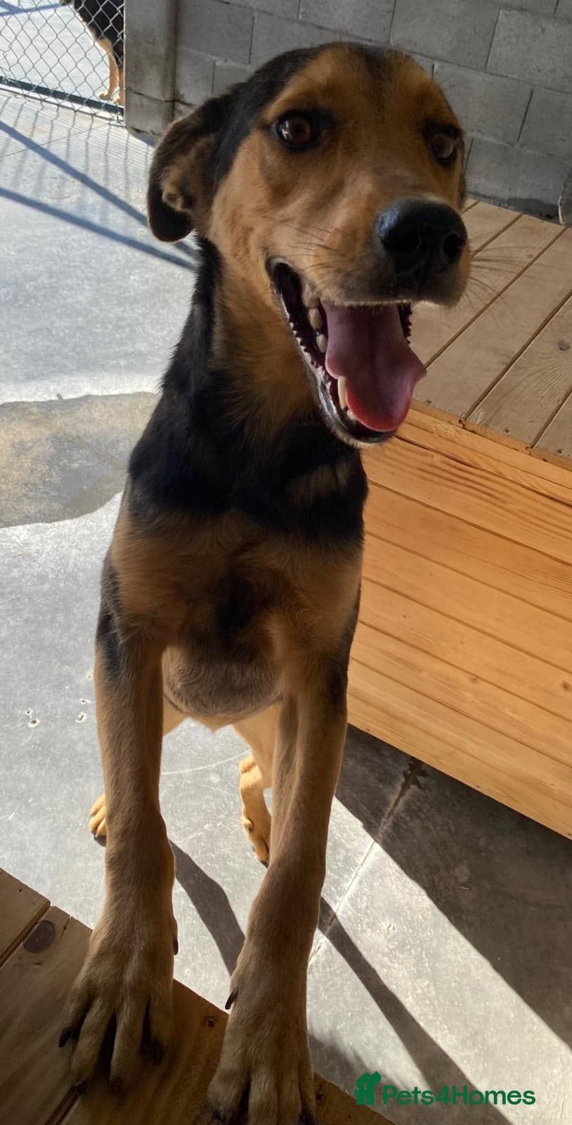 Murphy, 1-2 yrs old. photo 4