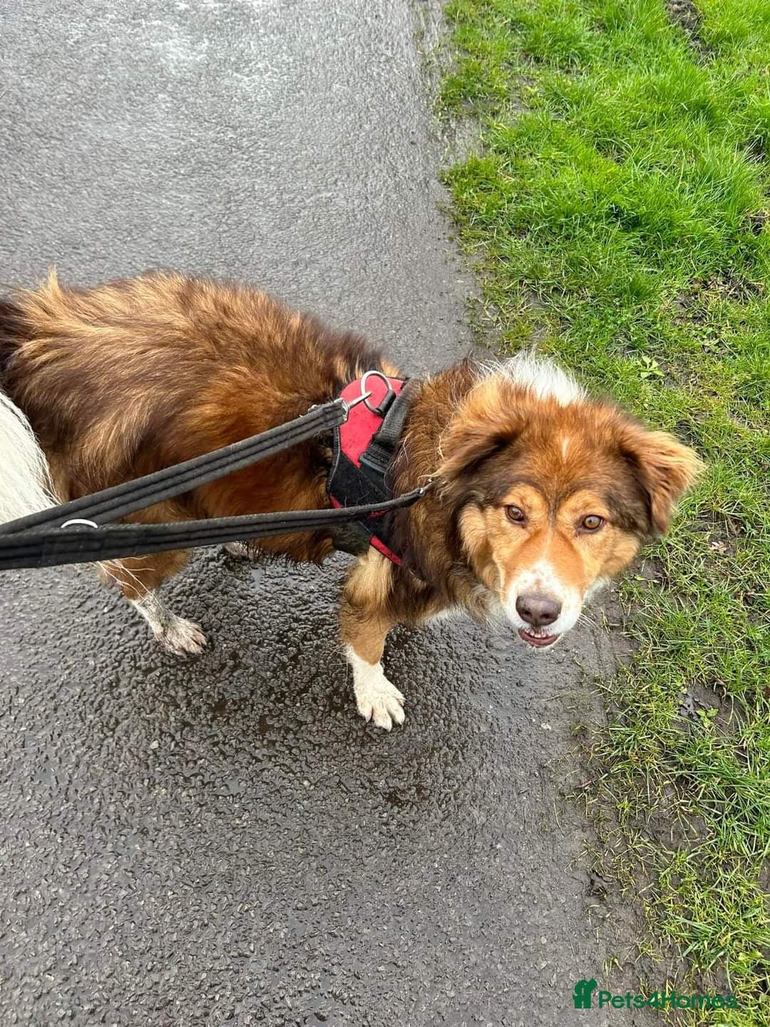 Meet Pongo, currently residing in Cheshire photo 12