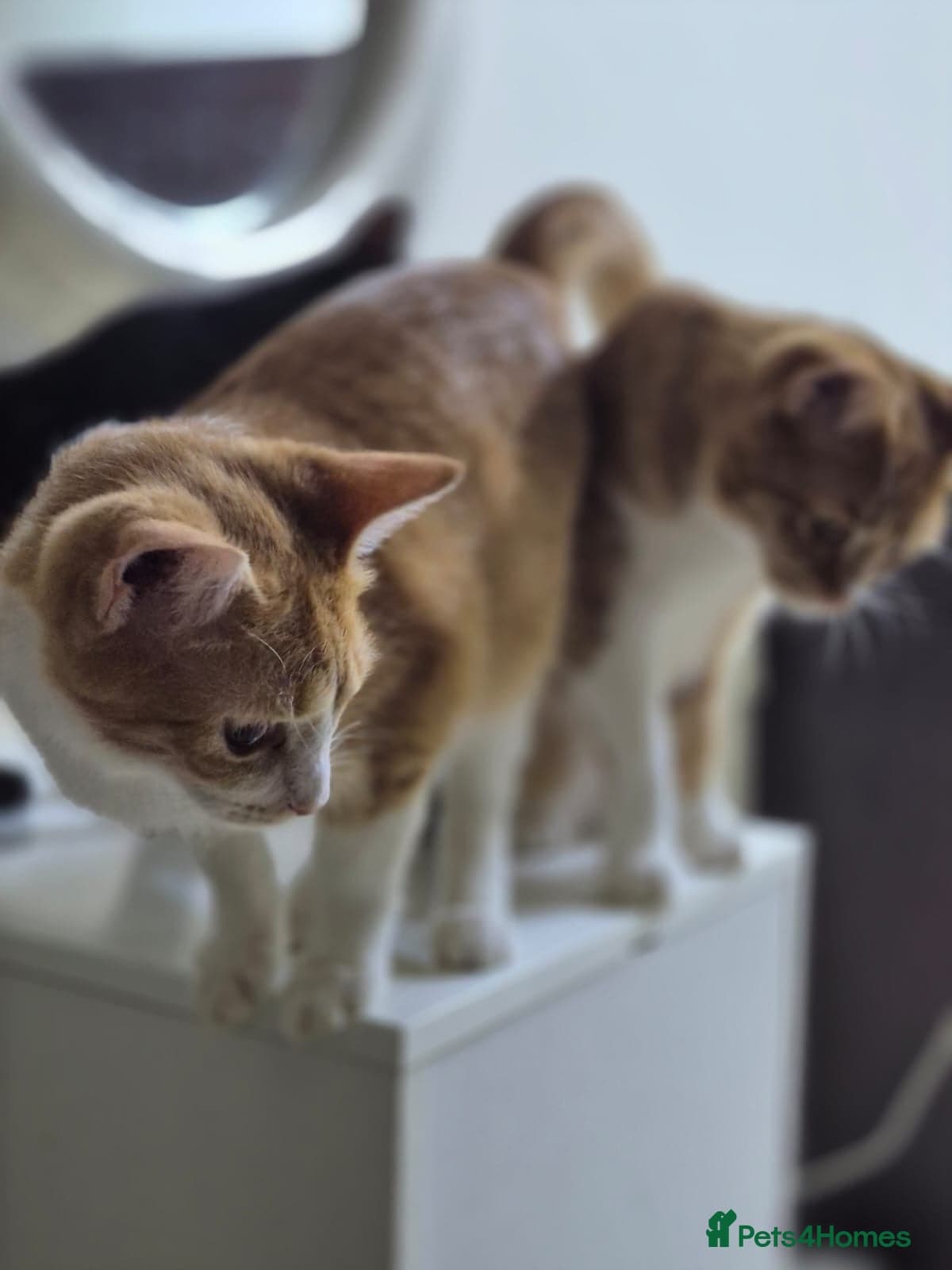 Marigold & Sunflower photo 4