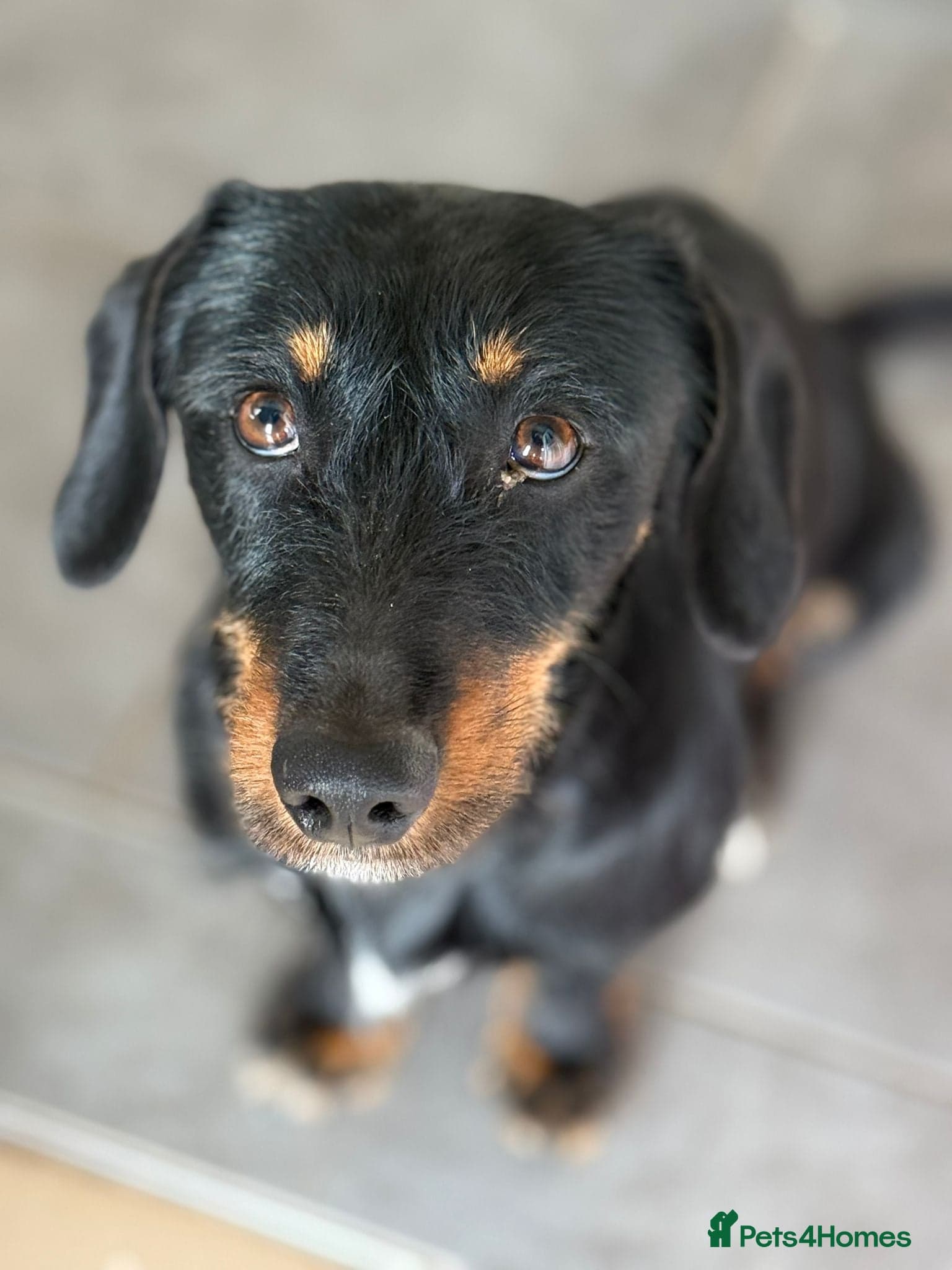 Lovely Cooper ready for his home! photo 2