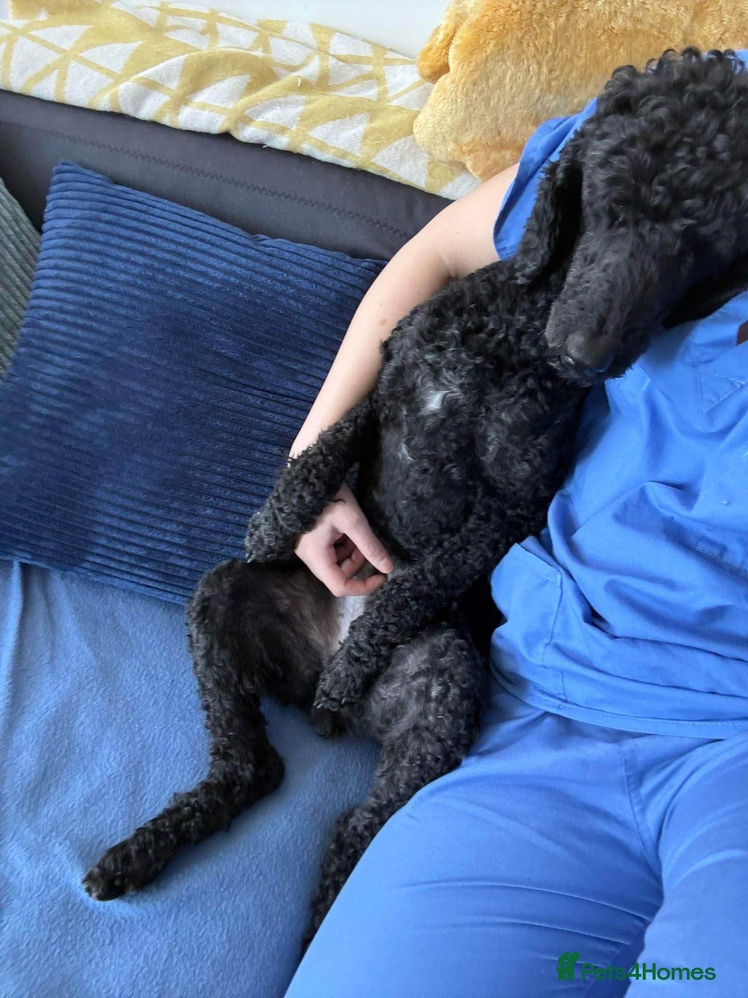 ️🐶 charlie photo 15