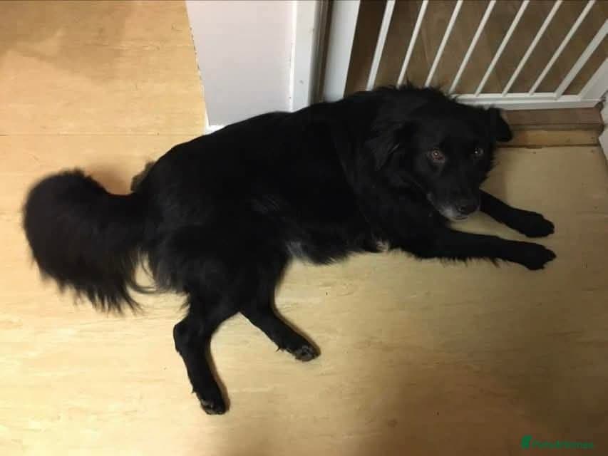 Meet Hera, currently residing in Middlesex photo 13