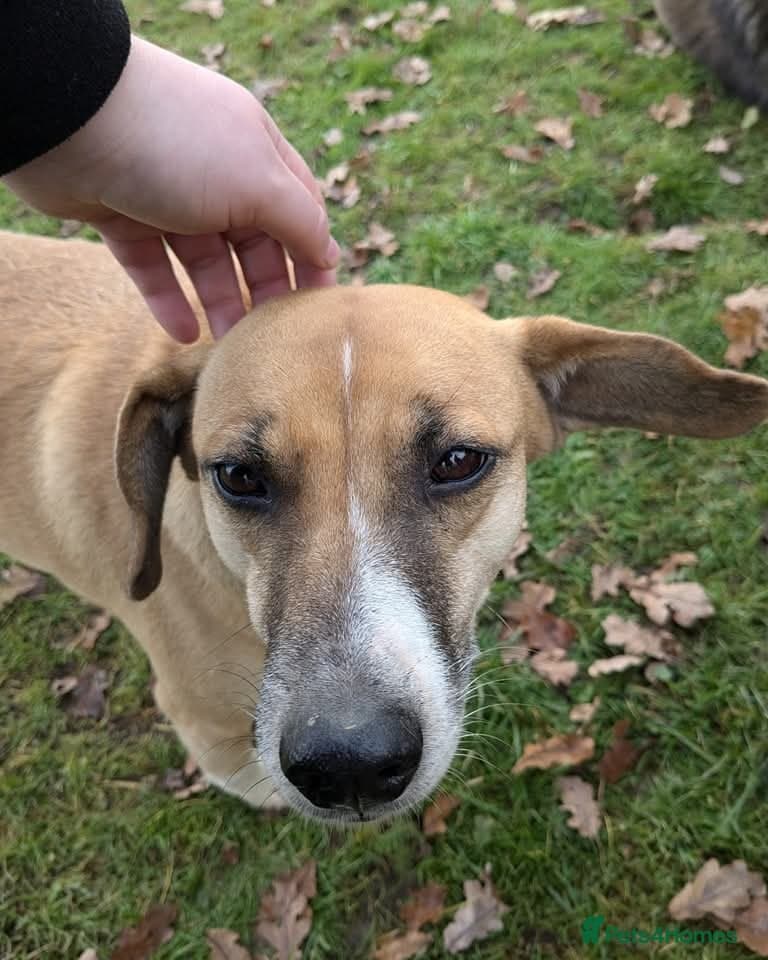 Shandy, a real sweetheart 🧡 photo 6