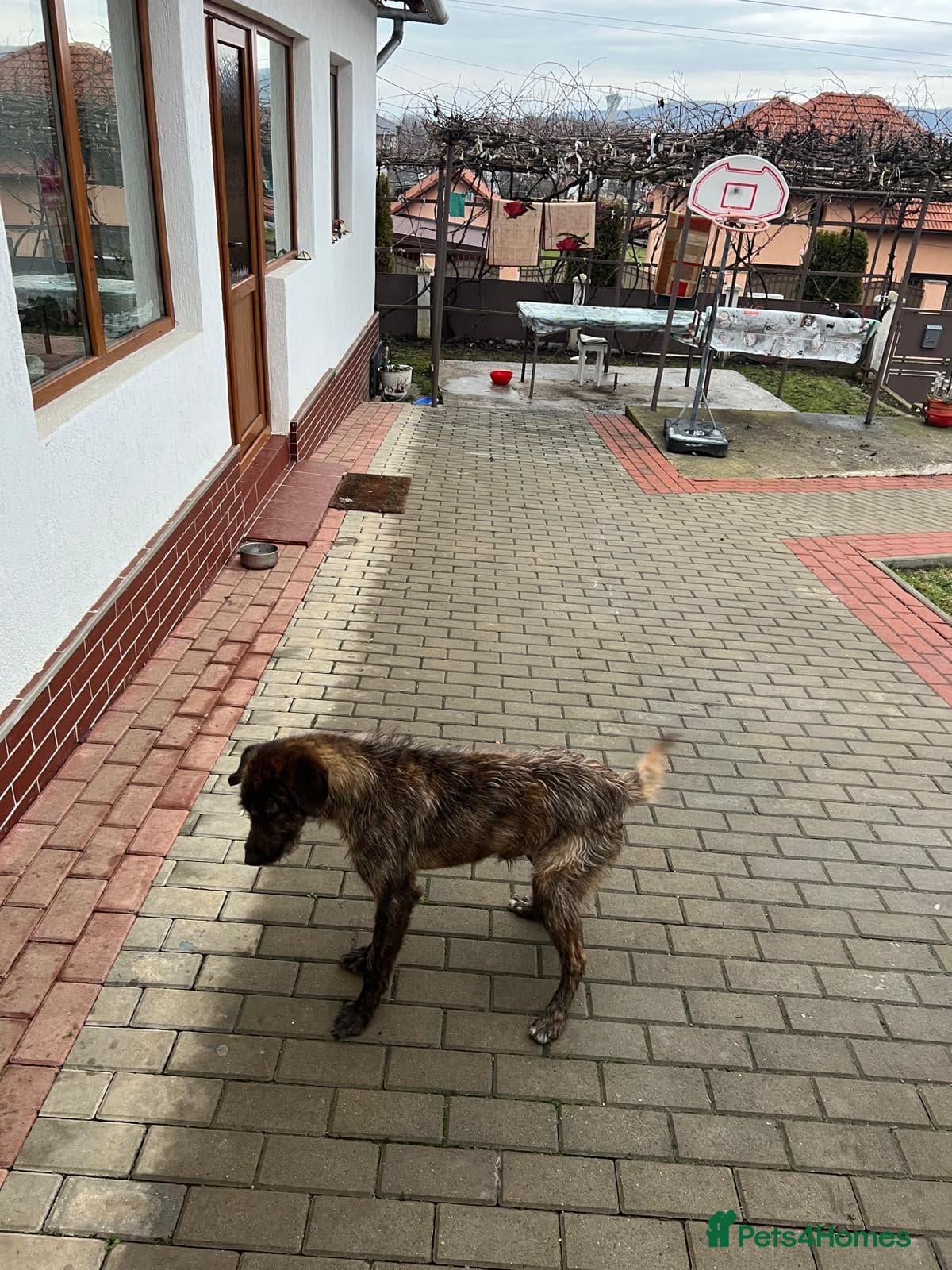 Meet Dutch ❤️🩹 photo 4