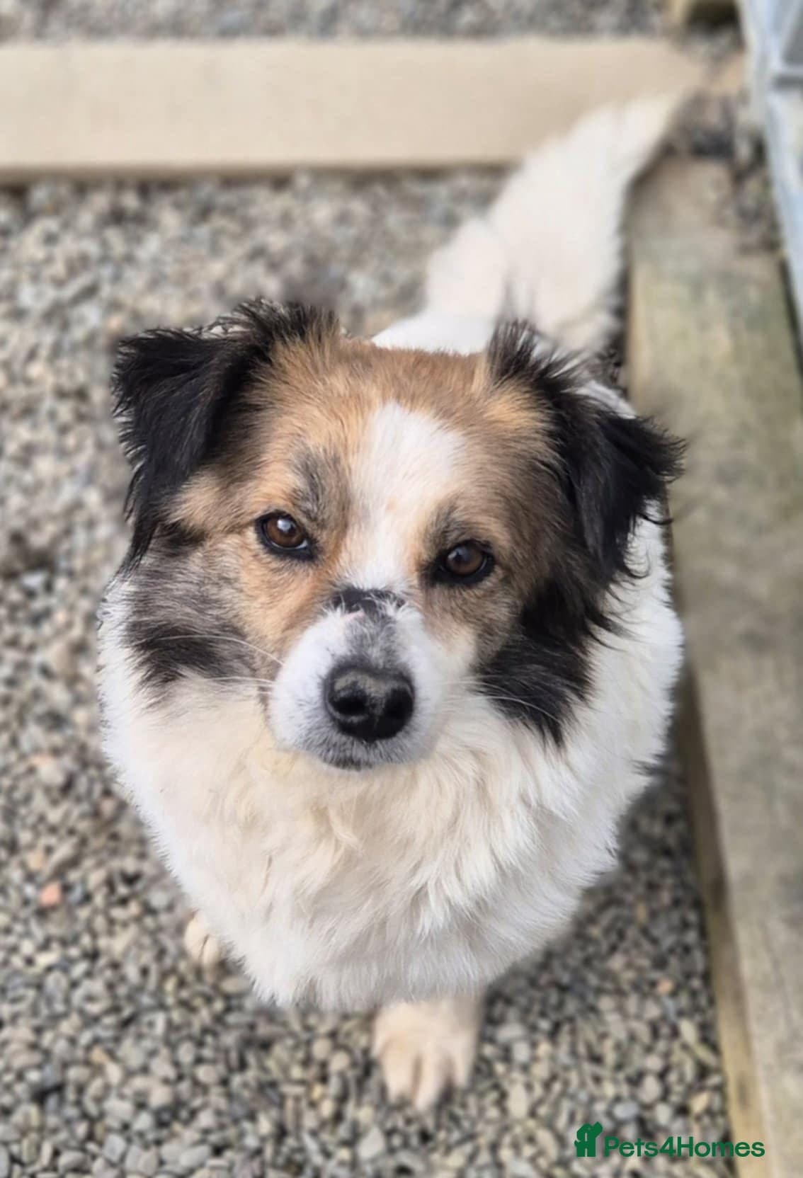 Sweetie Pie - In Ayr photo 7