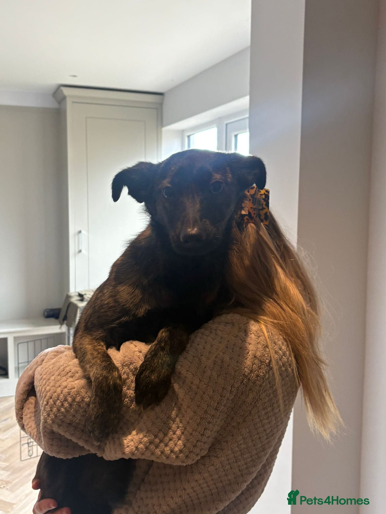 Urgent: 💙milo💙 photo 7