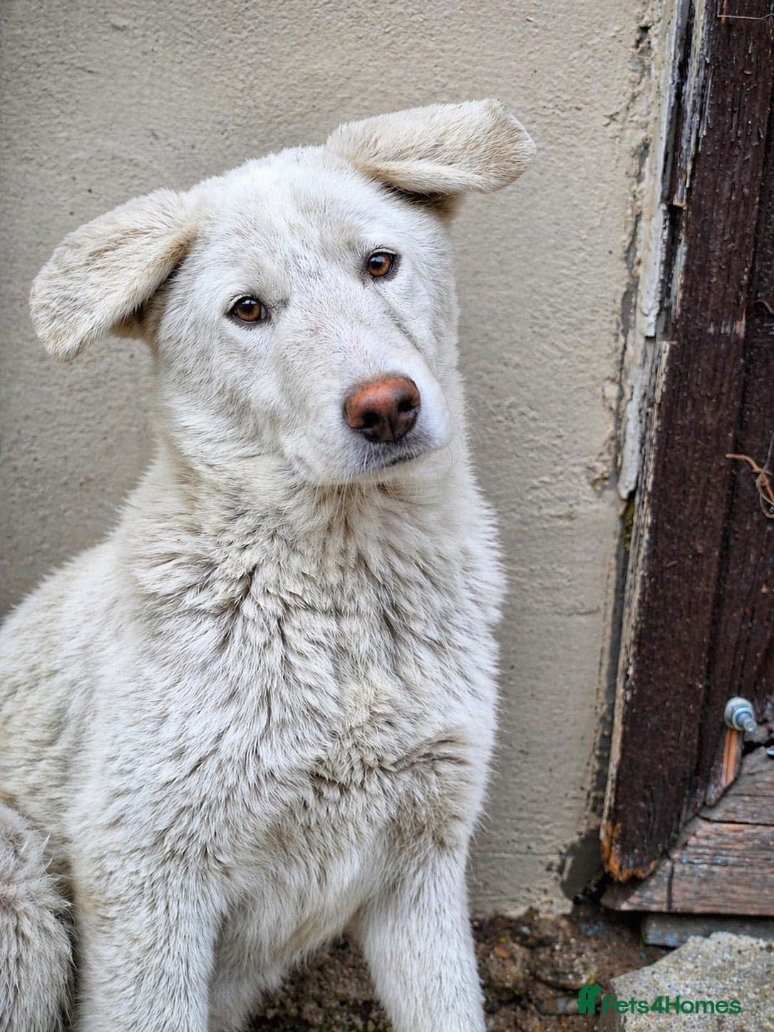 Meet AKY ! A Lovely Boy — Mixed Breed