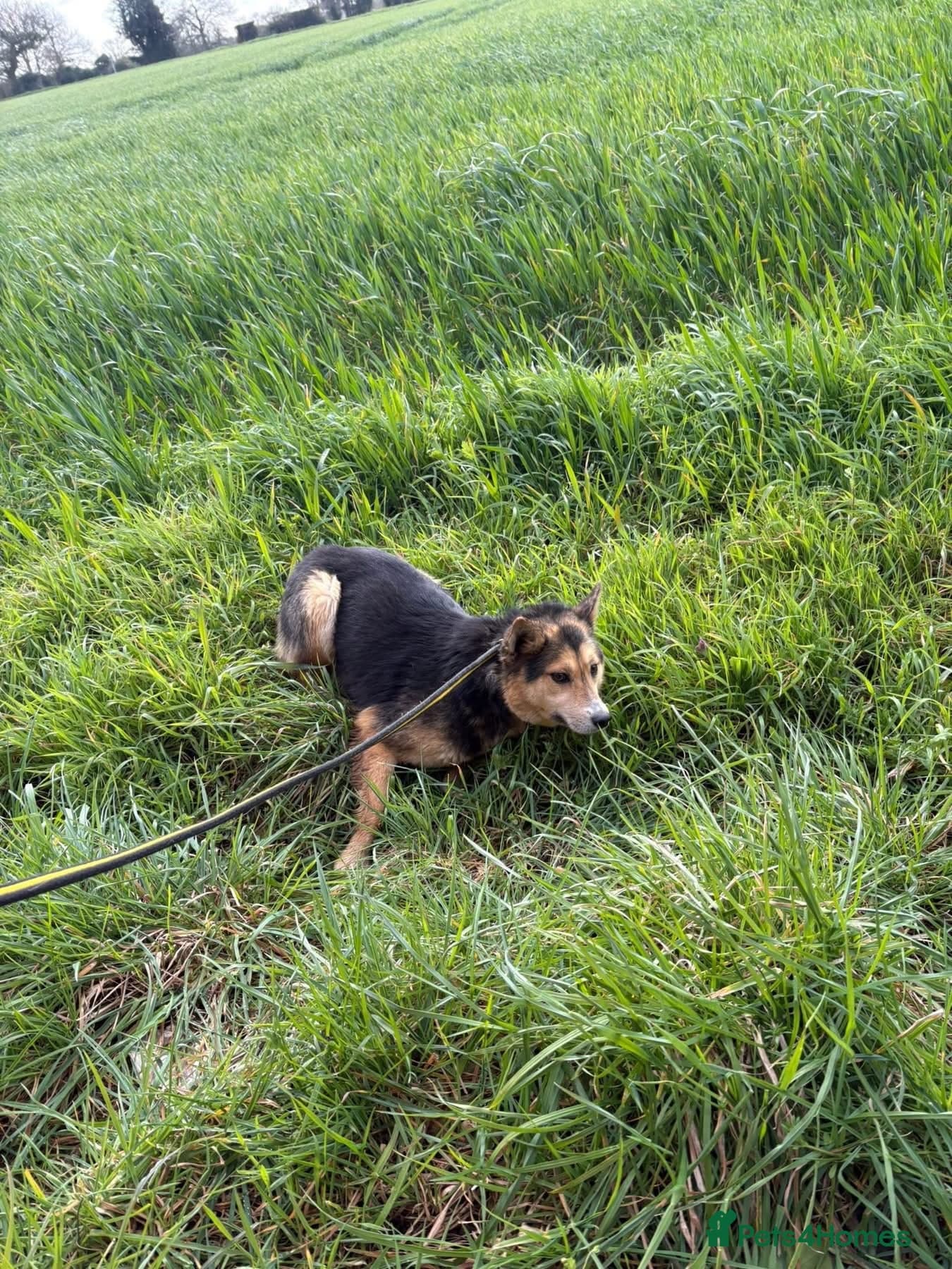 Bowie - Norwich Norfolk photo 8