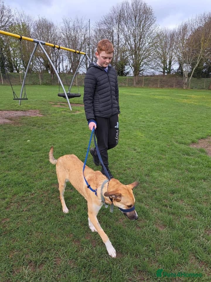 Sara - Norwich Norfolk photo 32