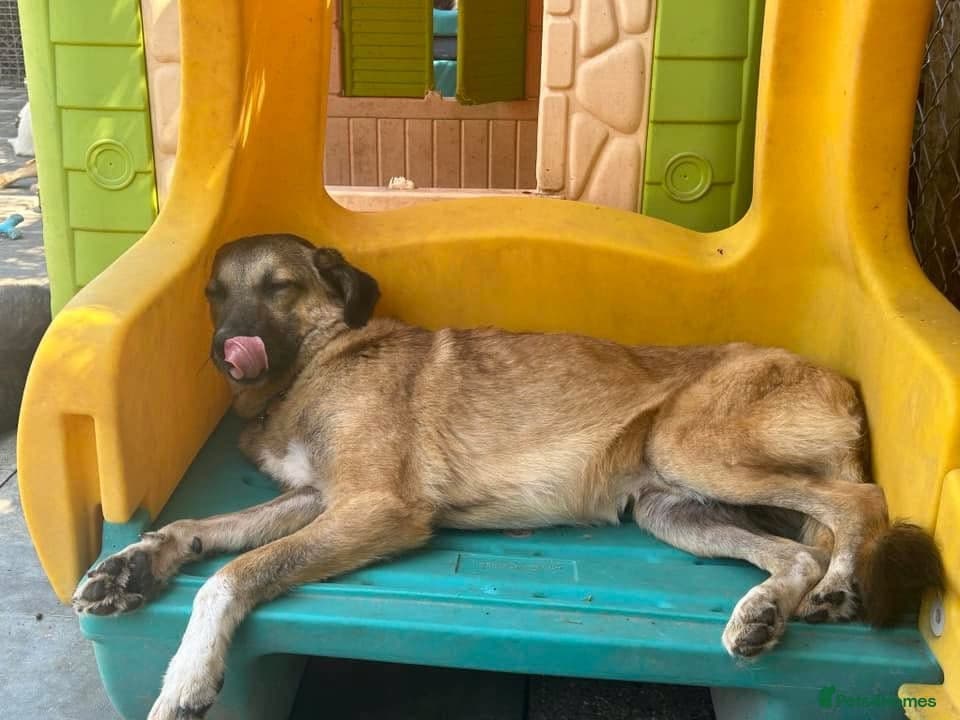 Levi - Norwich Norfolk photo 16