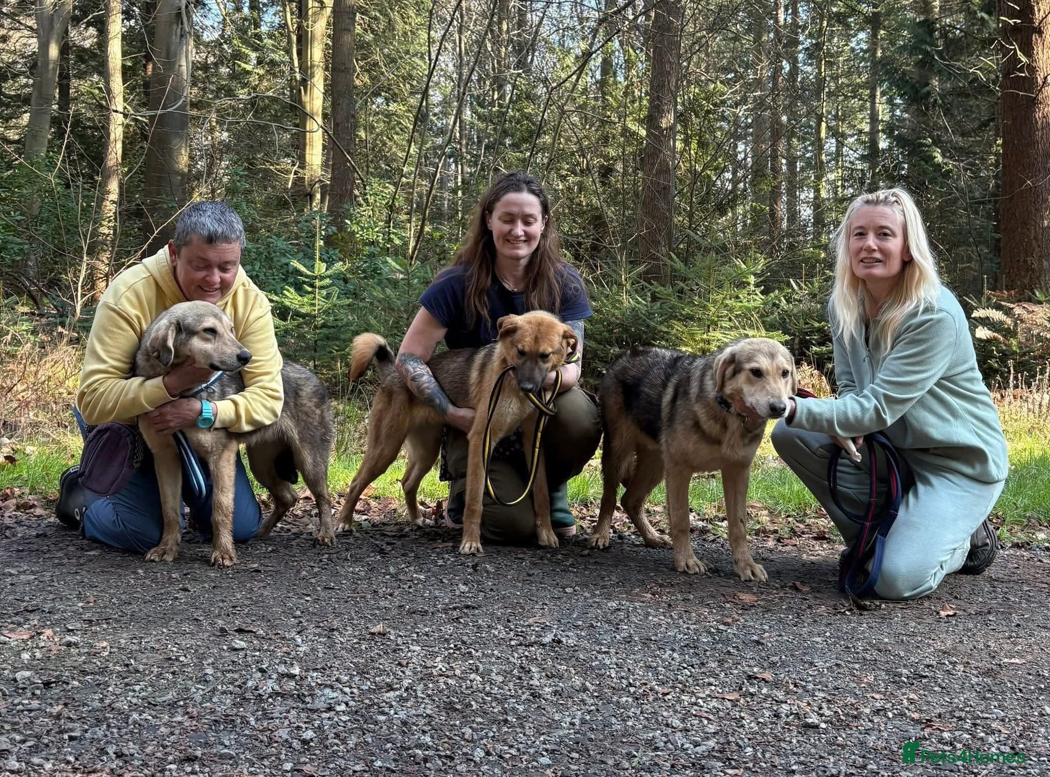 Neddy - Norwich Norfolk — Mixed Breed