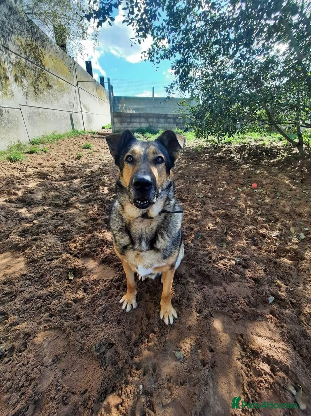 Meet Kobi, currently residing in Cheshire photo 17