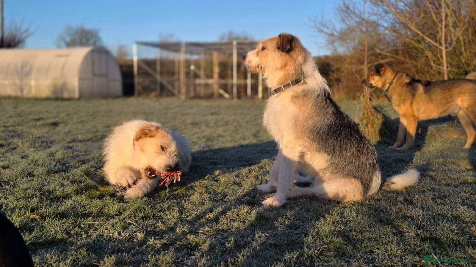 Hershey & Harley 💙 still Waiting photo 17