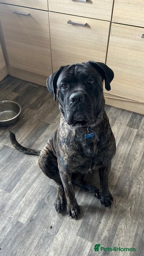 Meet Kenny, currently residing in Cheshire — Cane Corso