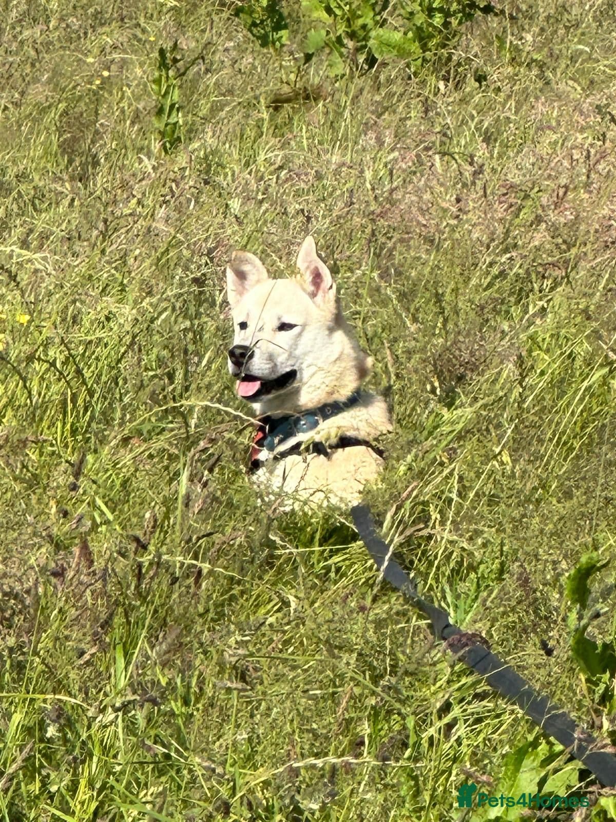 Handsome Fivos Huskey X Shepherd photo 16