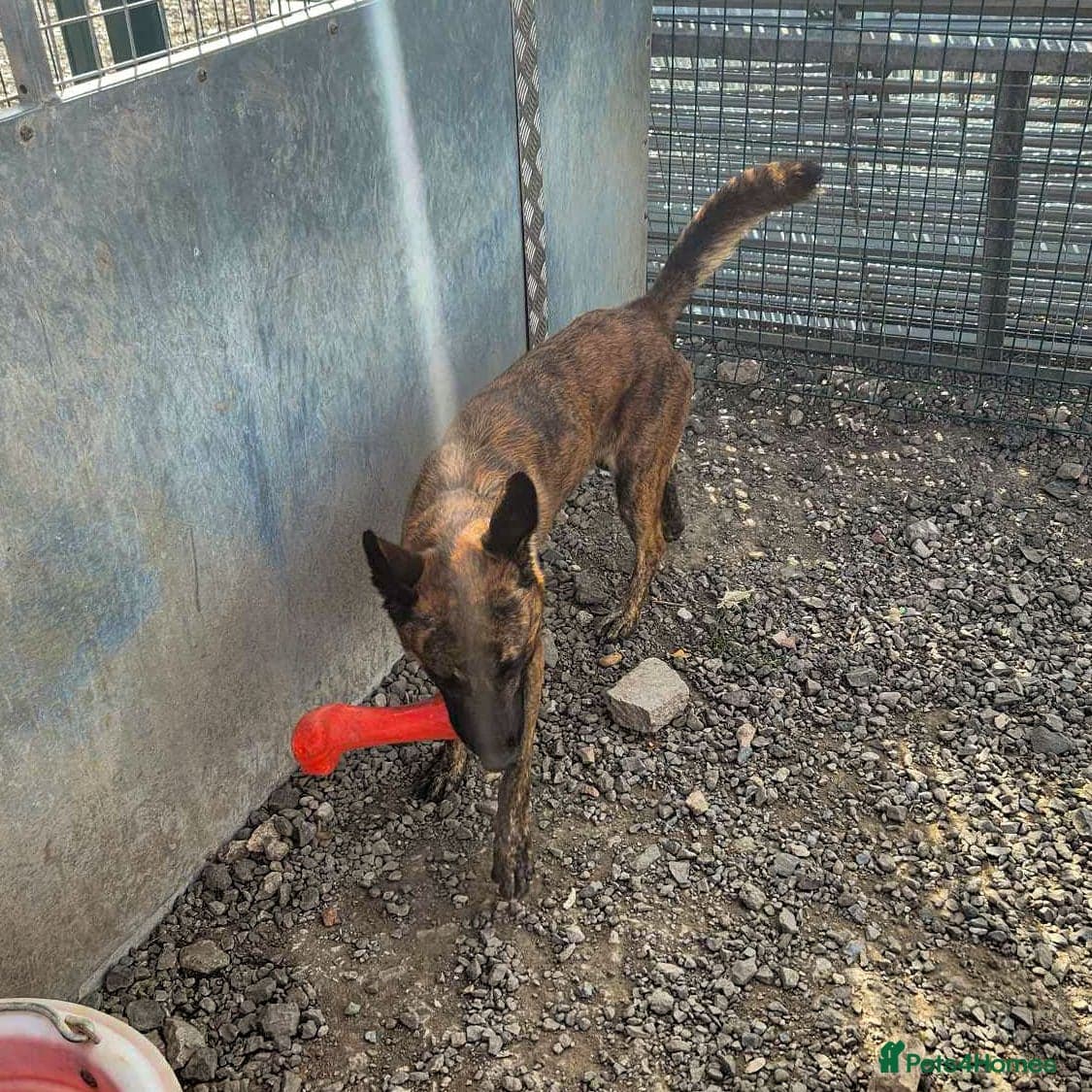 Beautiful buzz — Mixed Breed