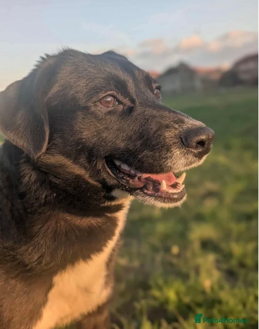 Meet Peaches, currently residing in Essex photo 5