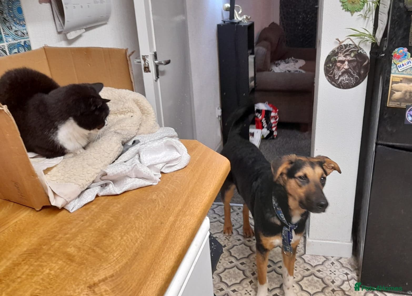 LOOK AT HIM:💙BRUNO💙Someone's best ever friend photo 8