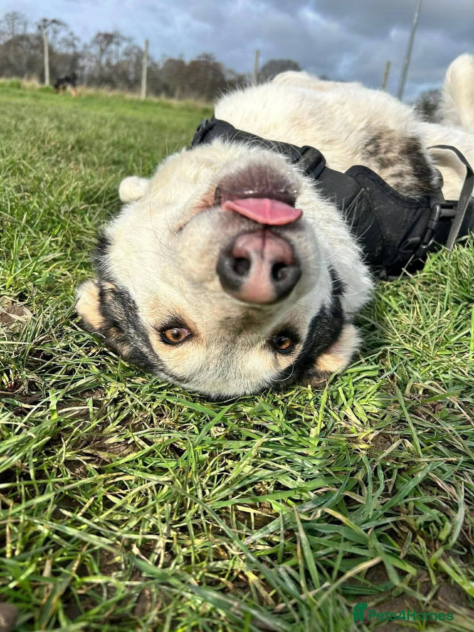 Meet Demi, currently residing in Essex — Mixed Breed