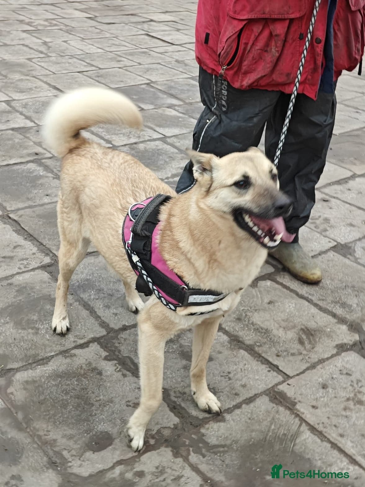 ️🐶 stacy photo 25