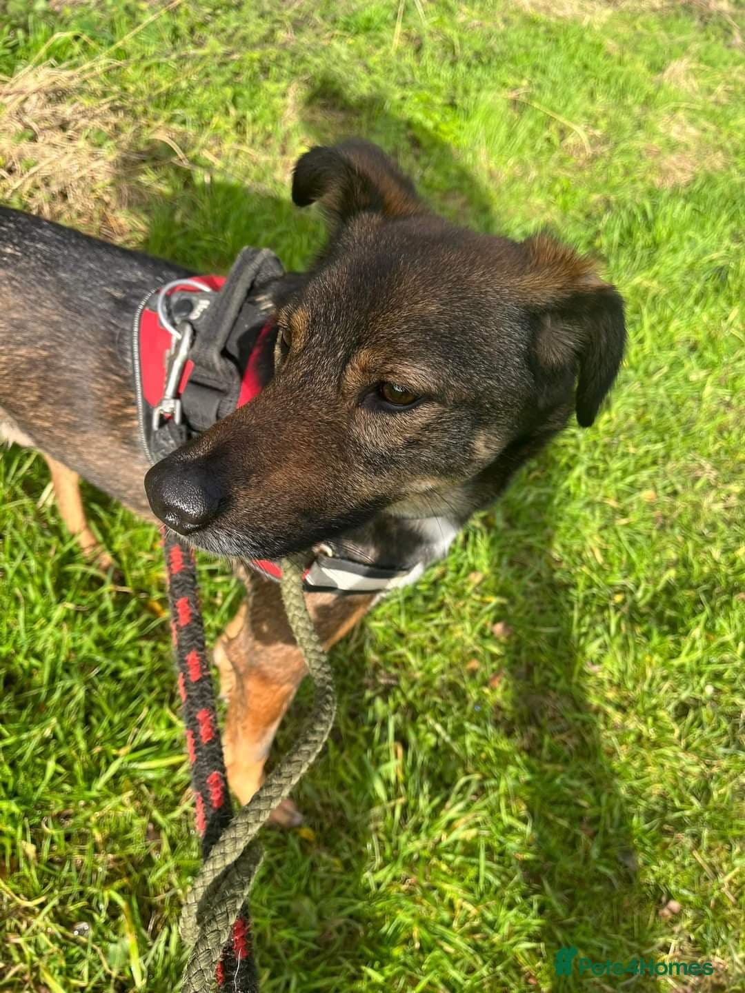 Meet Jake, currently residing in Cheshire photo 12