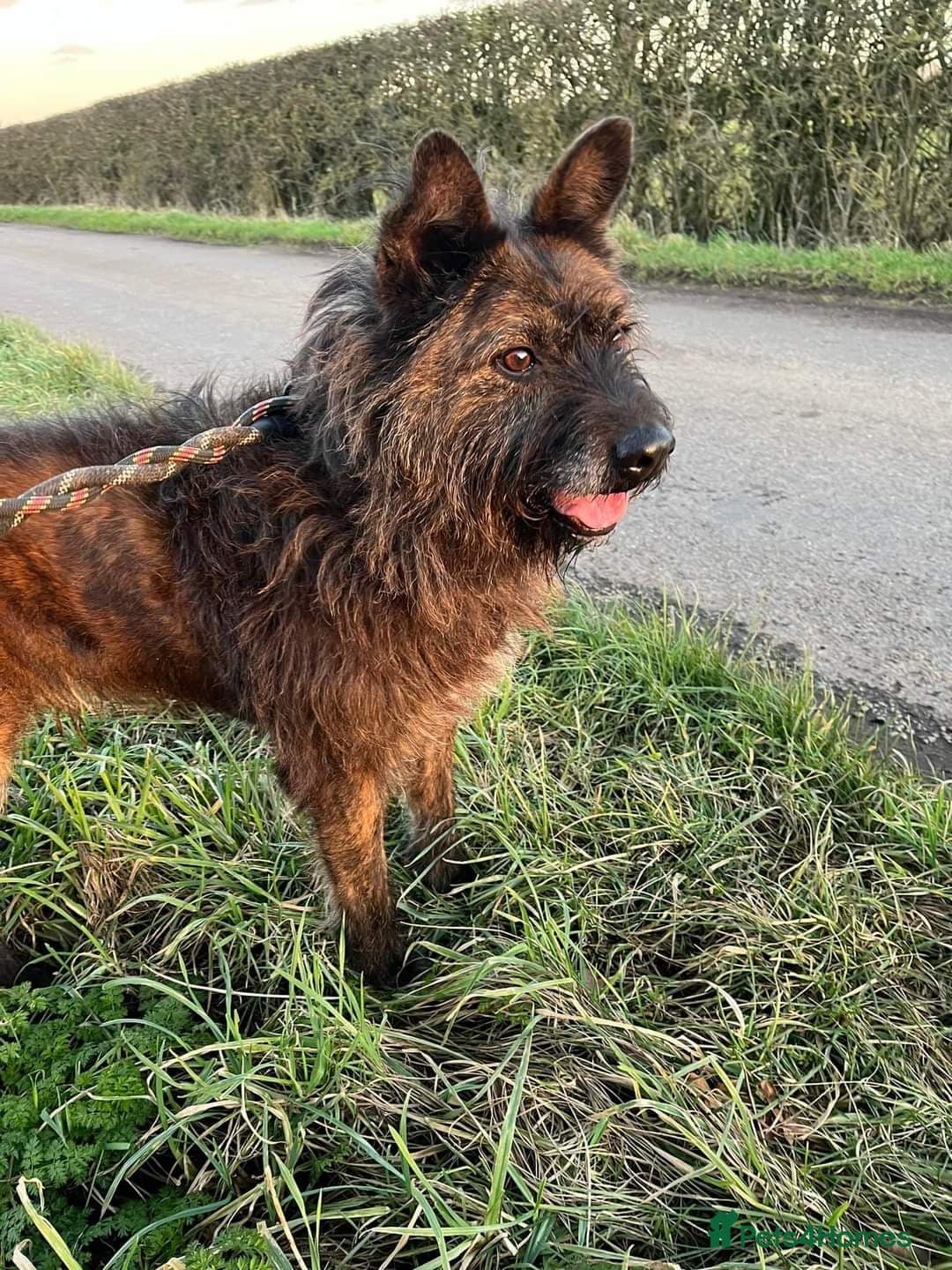 Meet Aran, currently residing in Cheshire photo 10