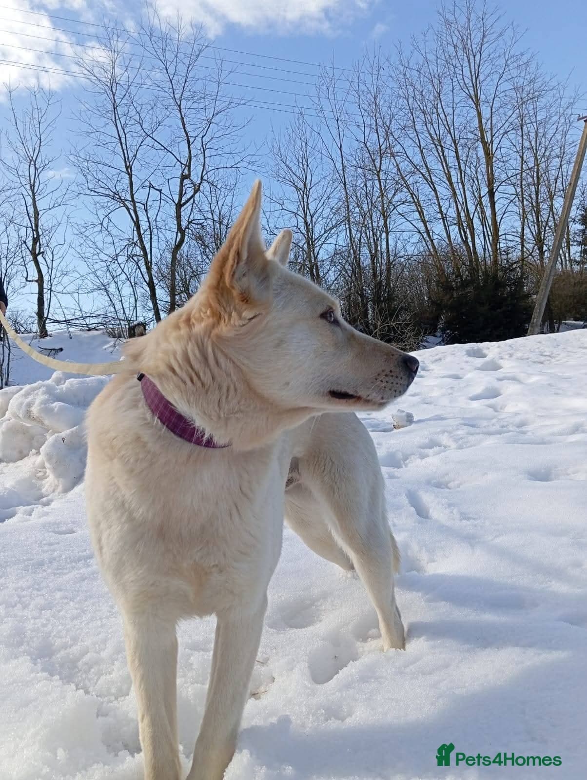 ️🐶 milady photo 16