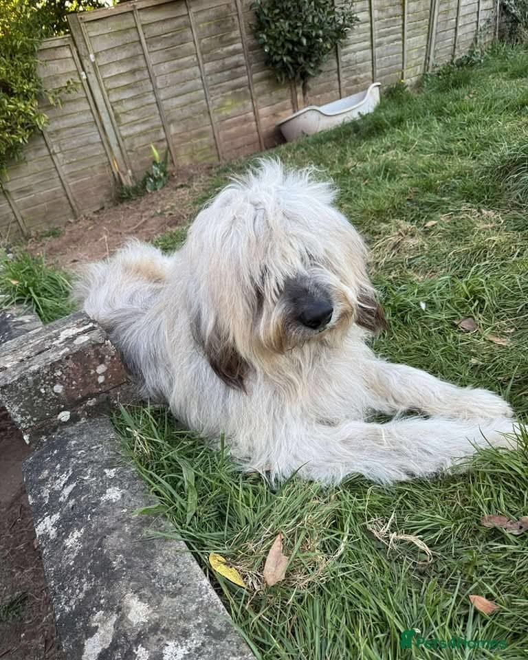 Oscar - our bear boy💚 photo 5