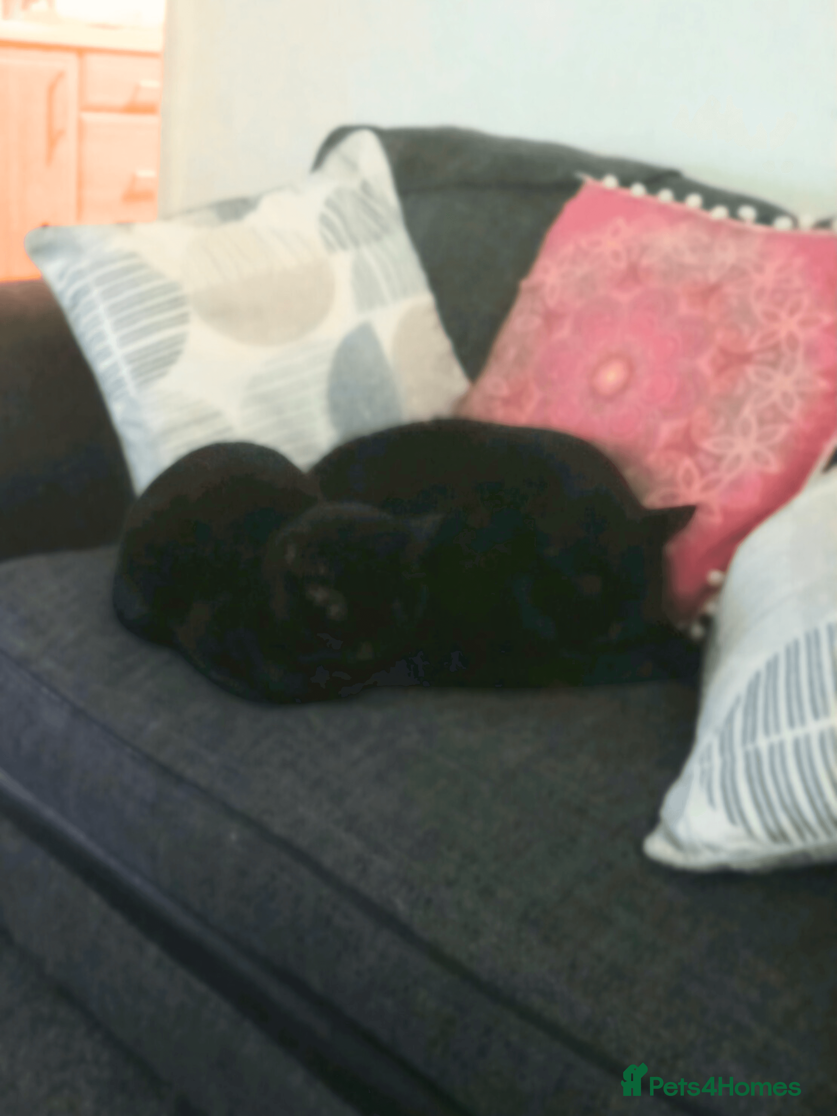 Fur Besties — Mixed Breed