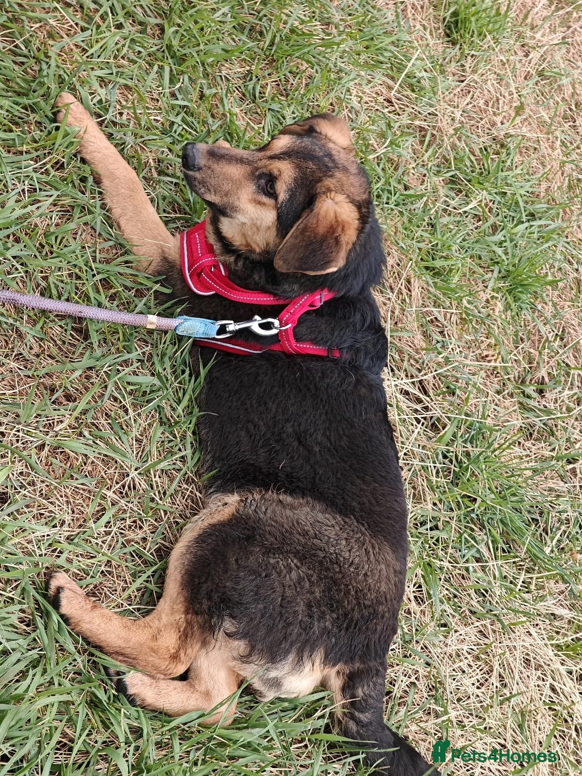 ๏ธ๐ถ yasia photo 22