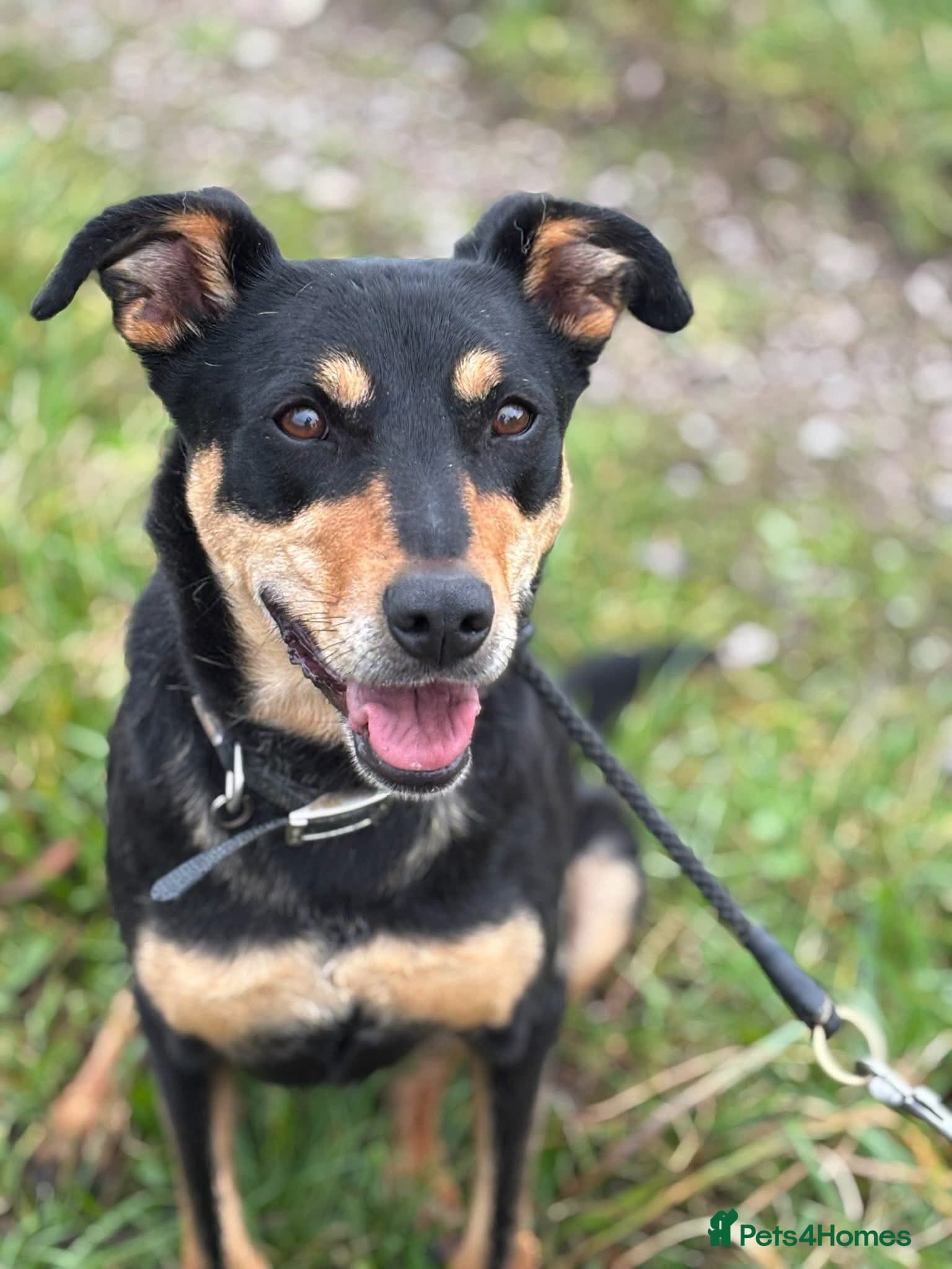 Maddy — Mixed Breed