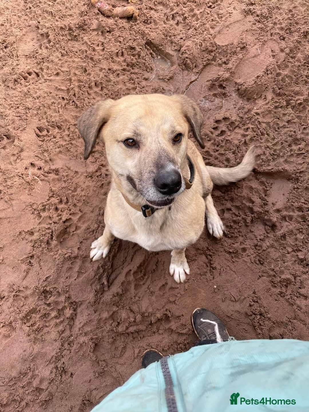 Meet Ziggy, currently residing in Cheshire photo 10