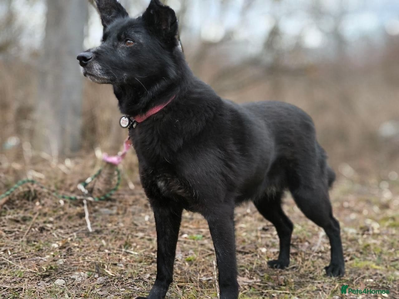 ๏ธ๐ถ tofa photo 4