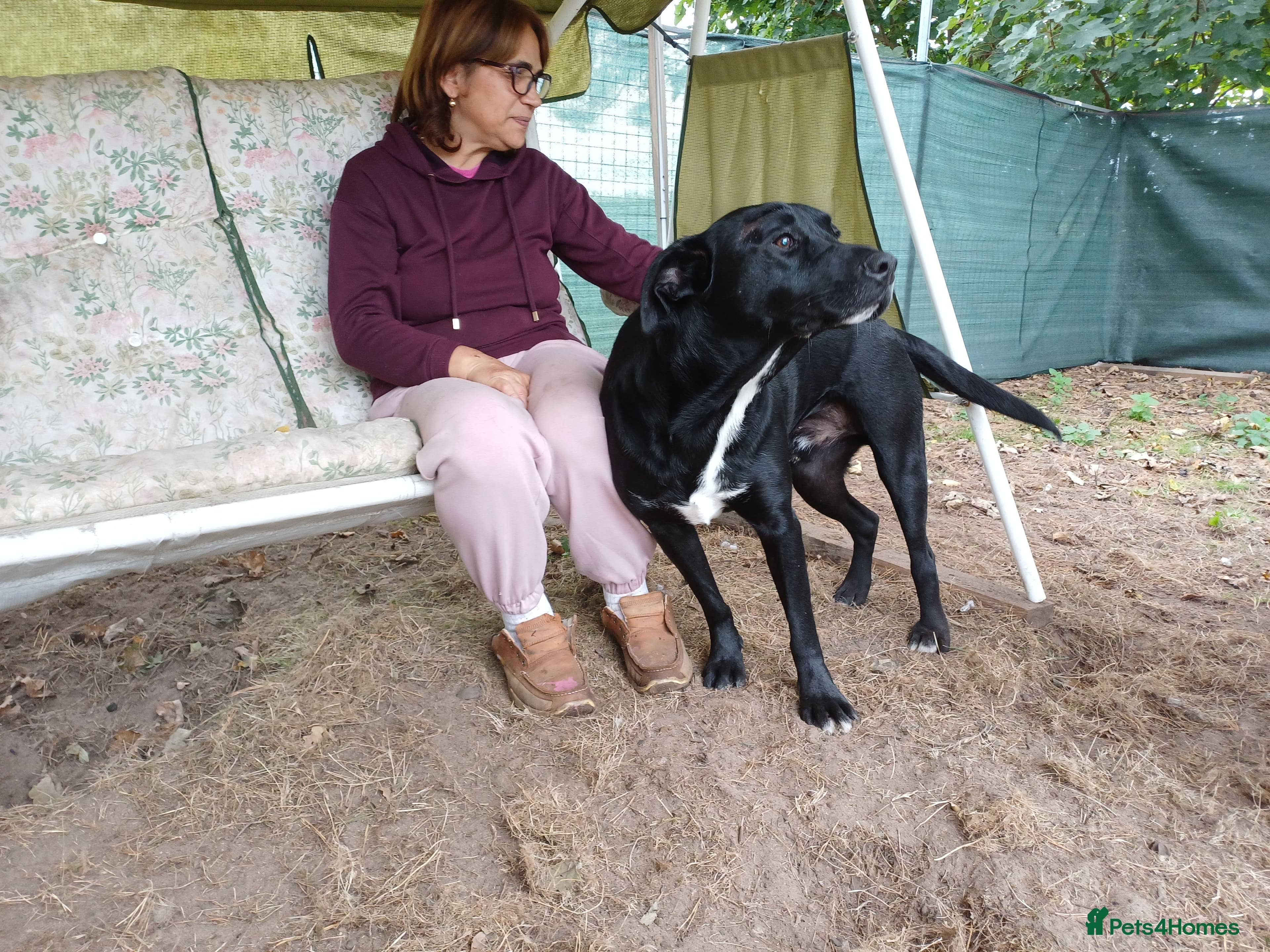 SHEAMUS,URGENT sensitive Soul Labrador Cross photo 11