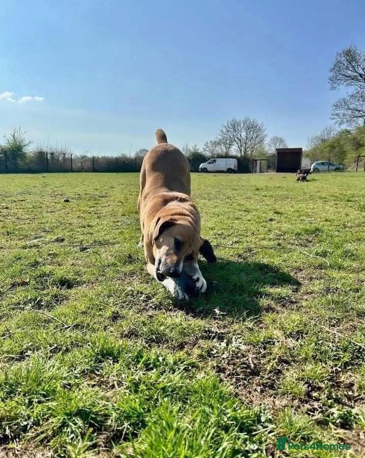 Shandy, a real sweetheart 🧡 photo 13