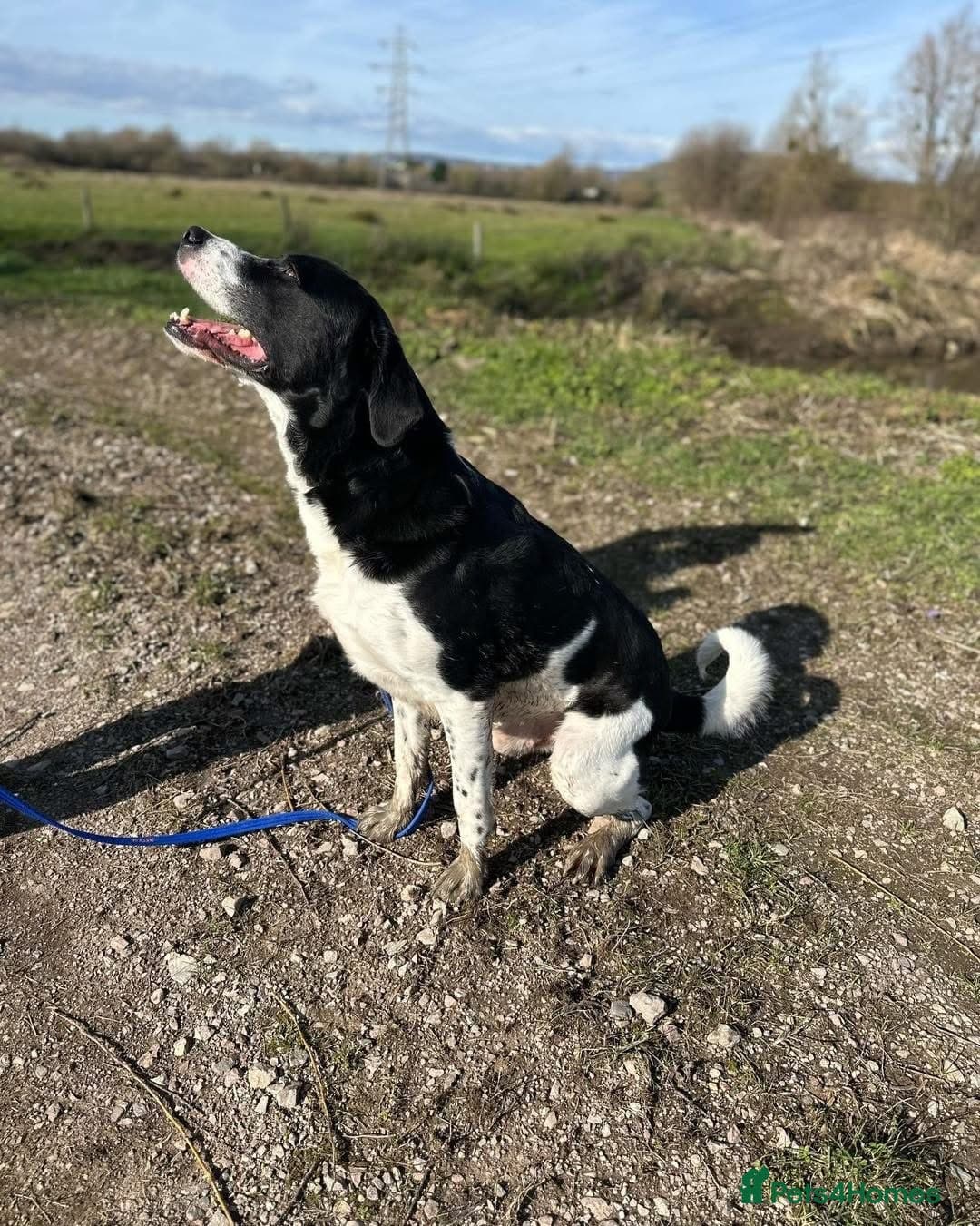 Caleb - our gentle giant💙 photo 7