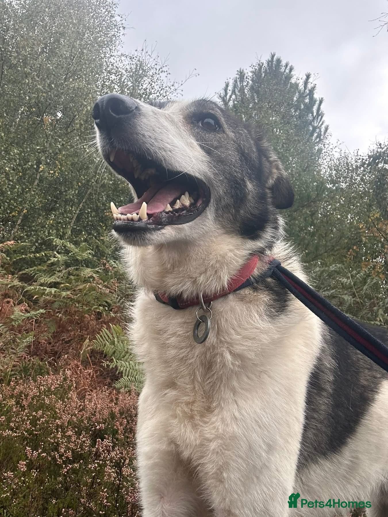 Matteo - Norwich Norfolk photo 13