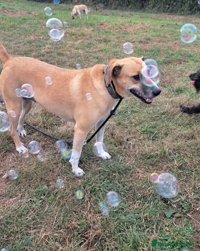 Shandy, a real sweetheart 🧡 photo 4