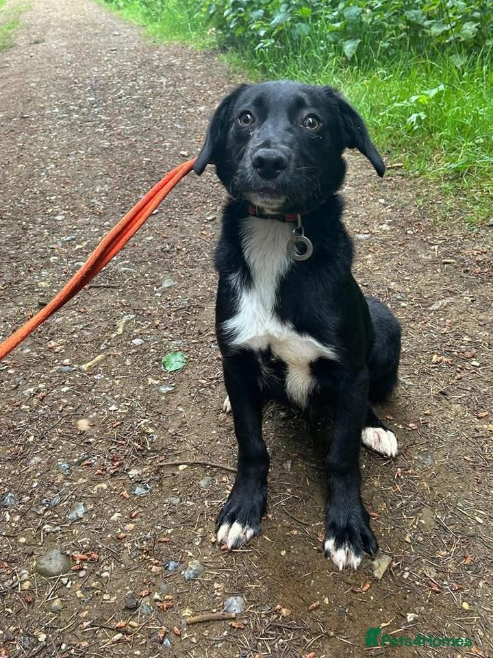 Barney - Norwich norfolk photo 17