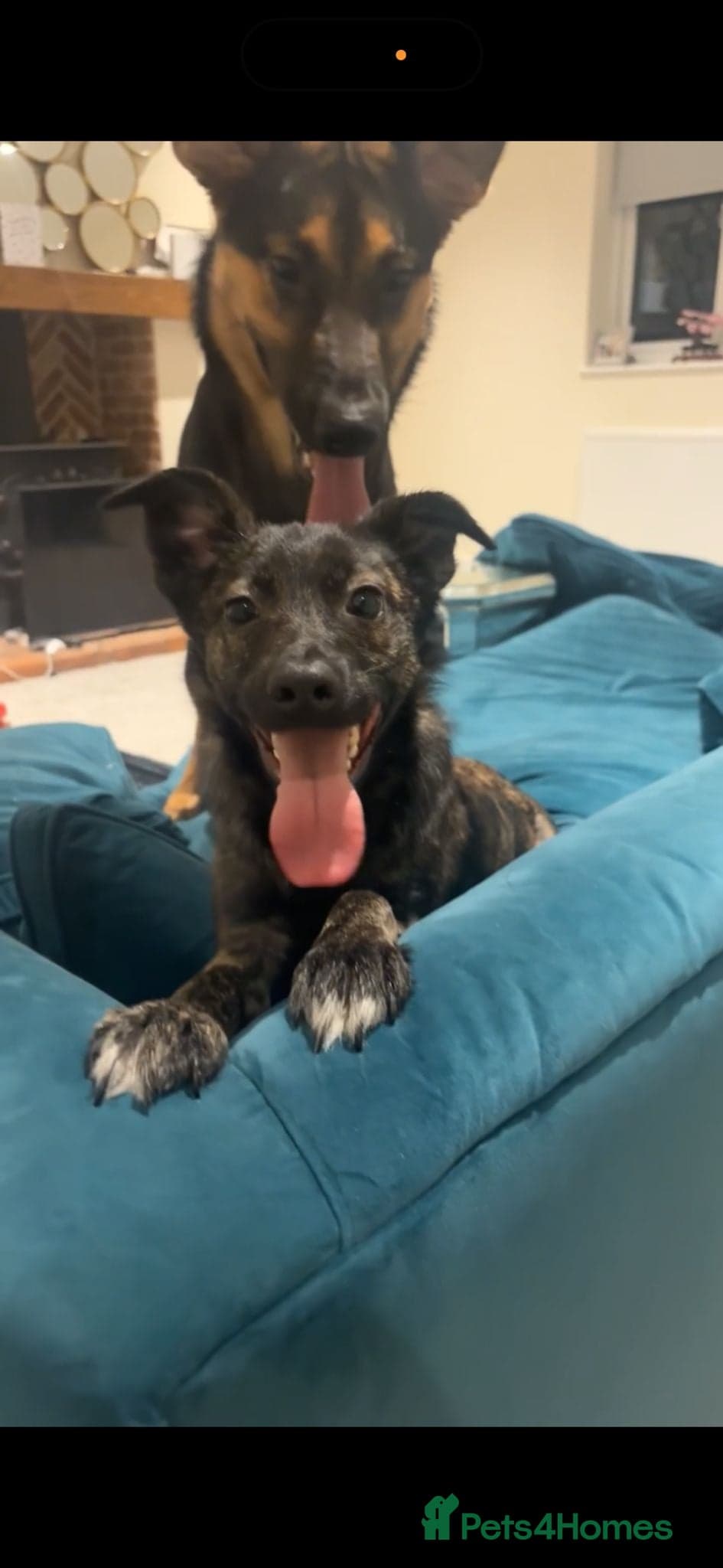 Urgent: 💙milo💙 photo 3