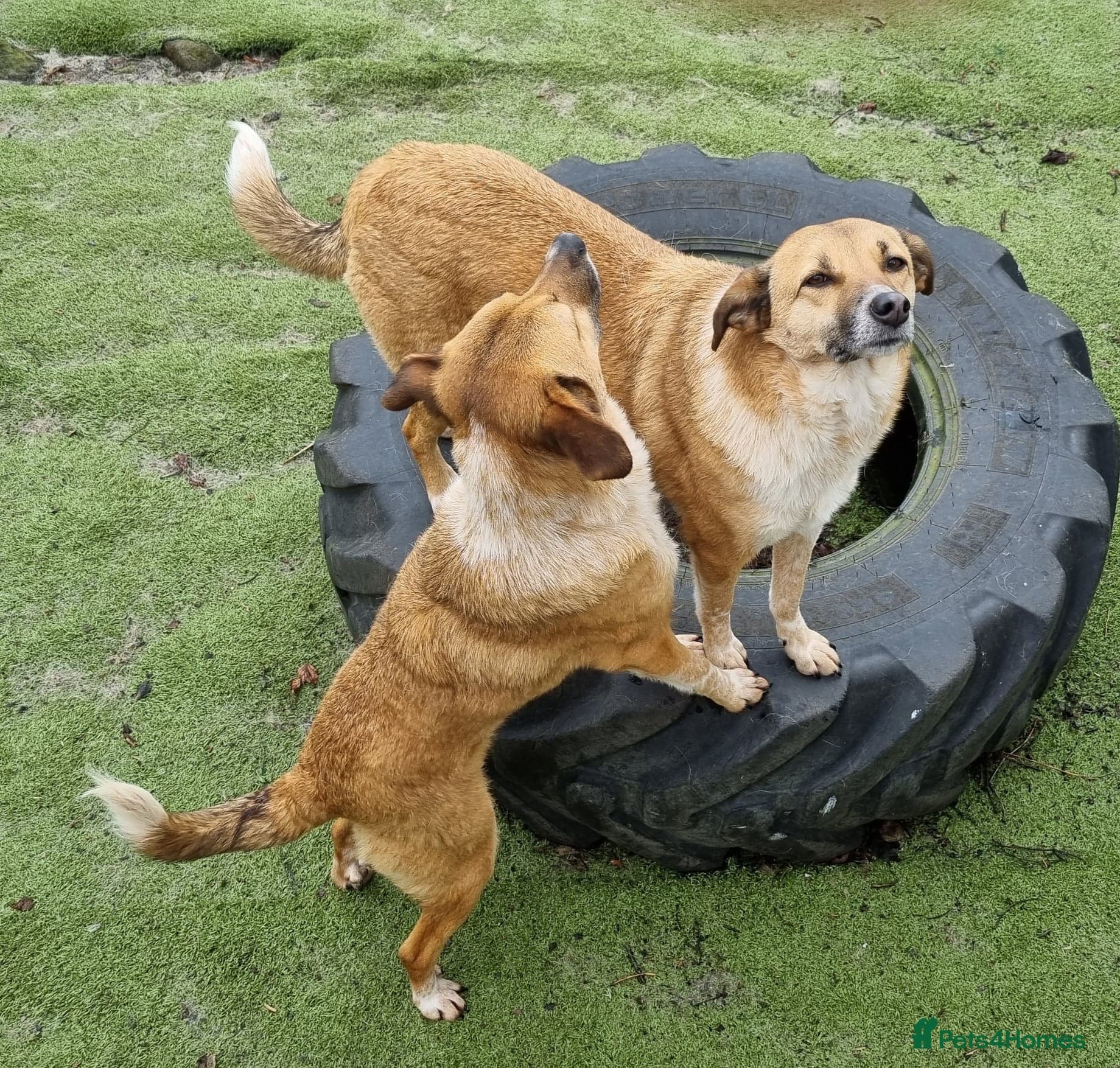 Tessa and Tosca -looking photo 10