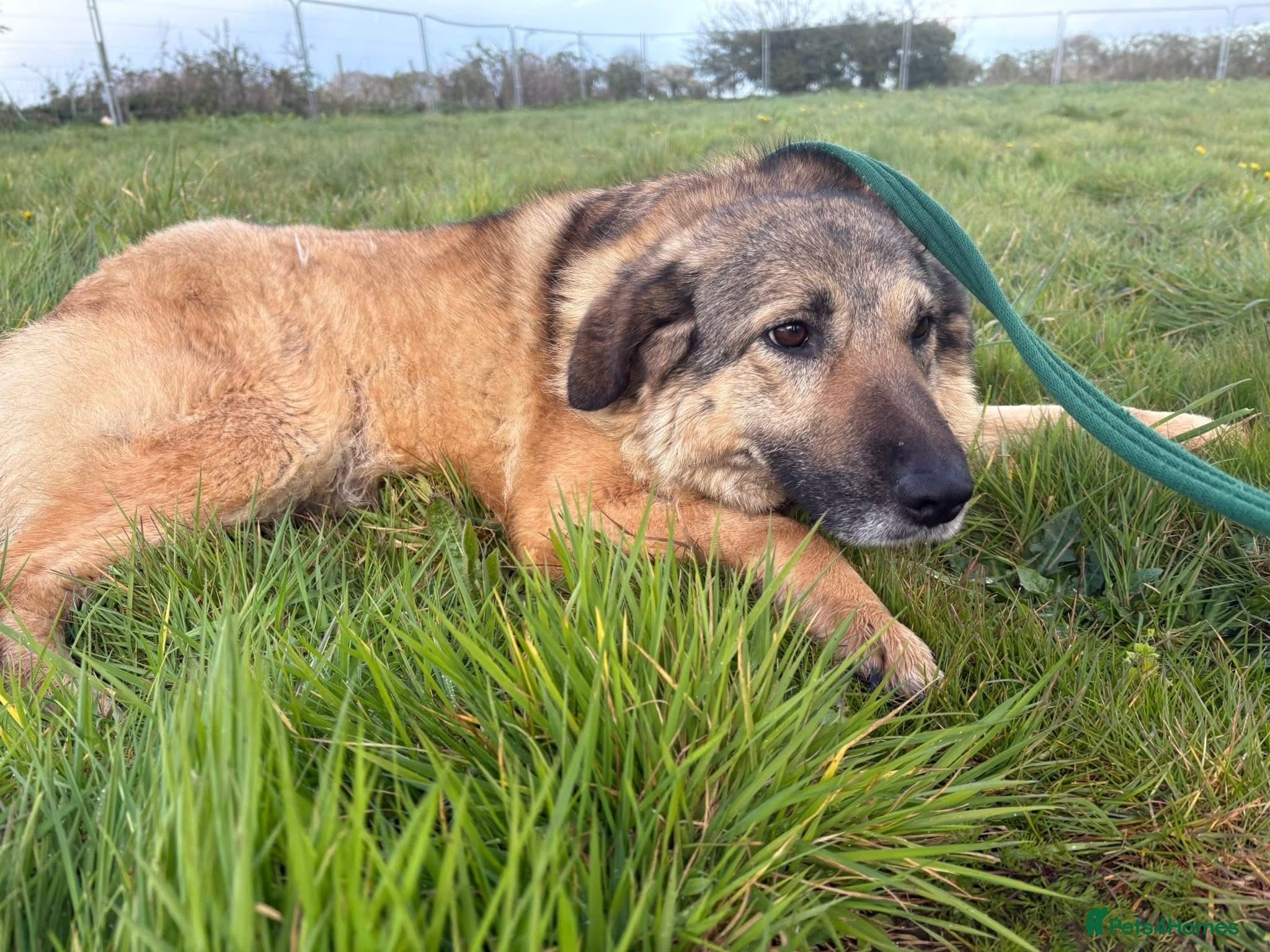 Amanda - Norwich Norfolk photo 4