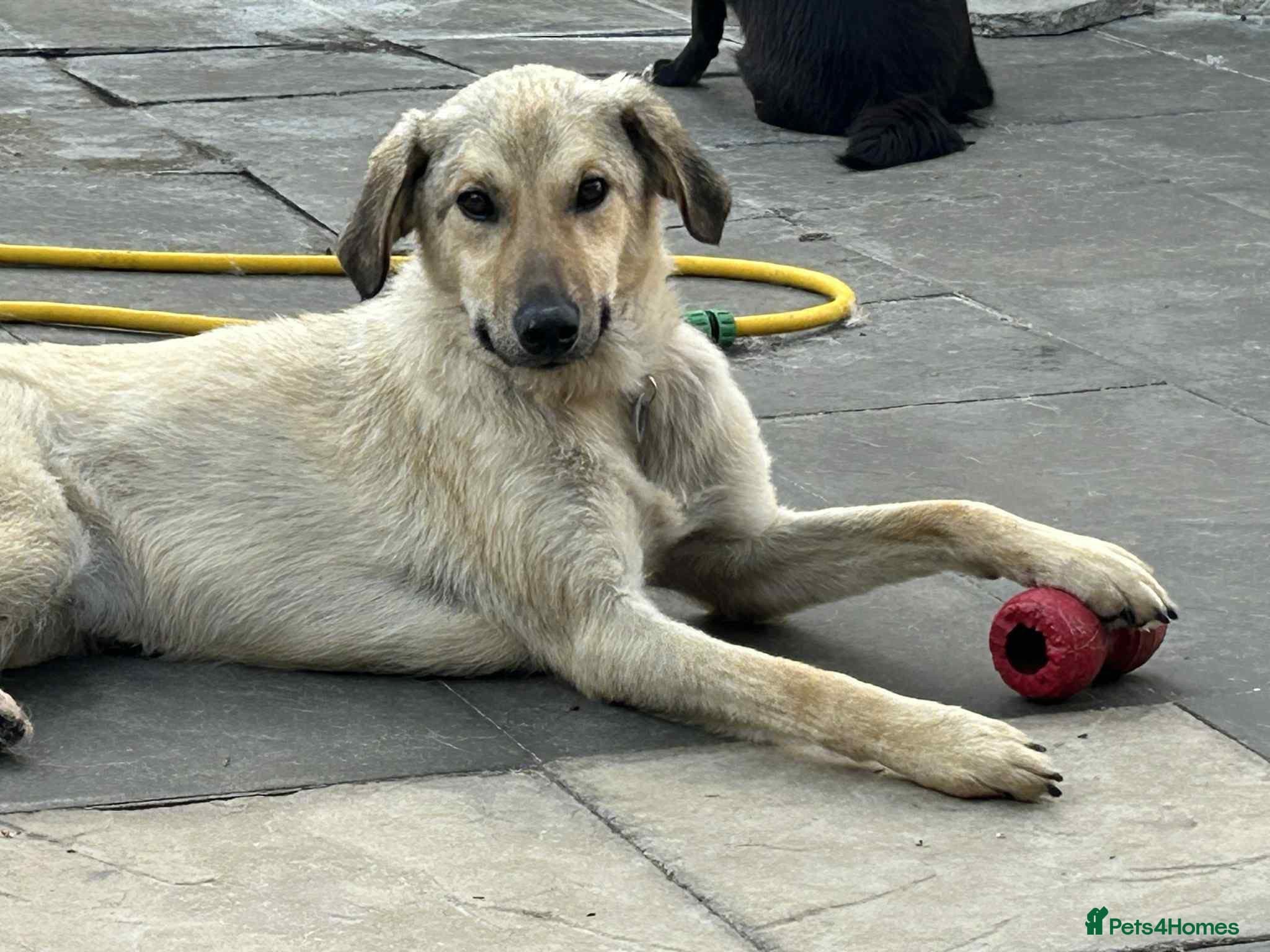 Pettern - Norwich Norfolk photo 5