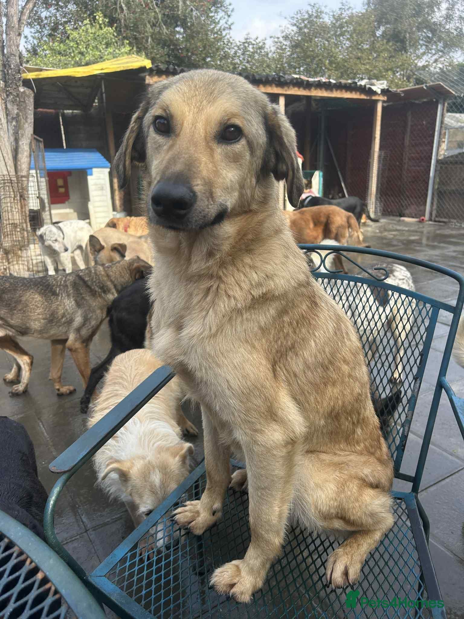 Pettern - Norwich Norfolk photo 8