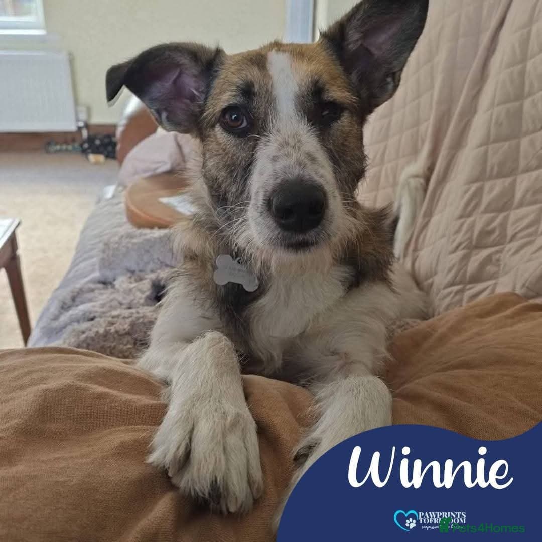 Meet Winnie, currently residing in Wirral photo 2