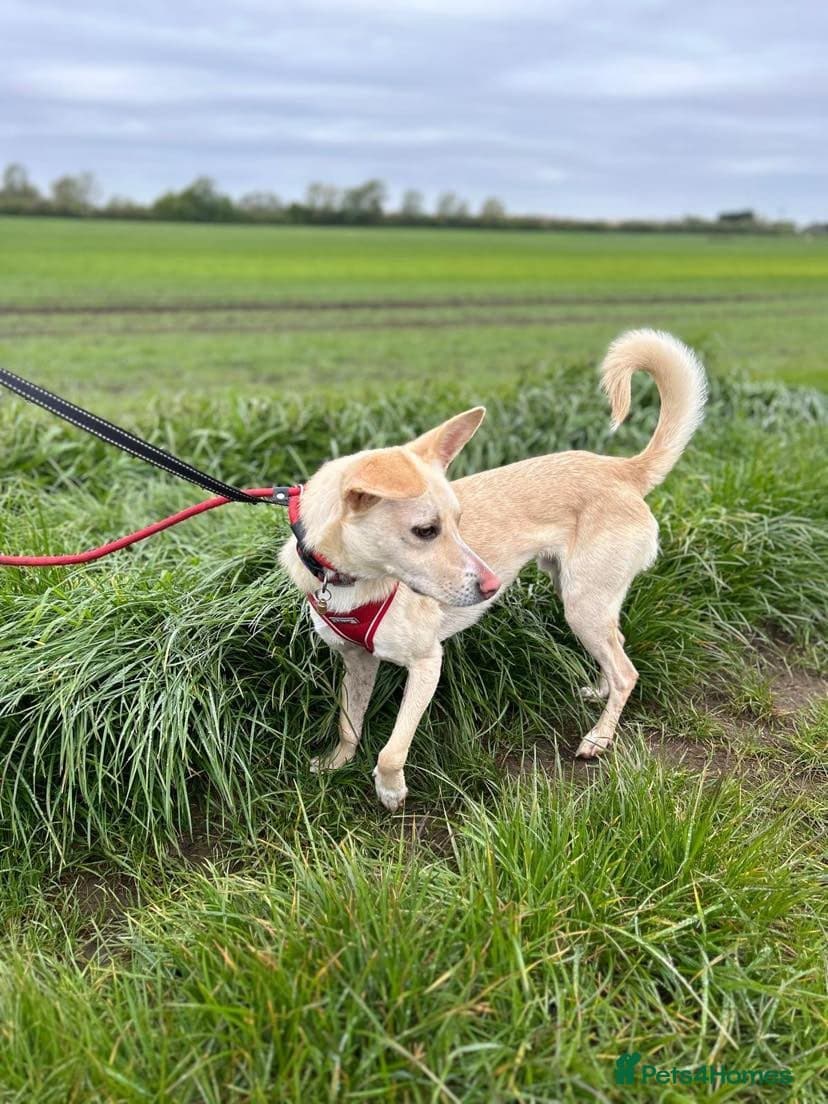 Meet Frankie, currently residing in Peterborough photo 5