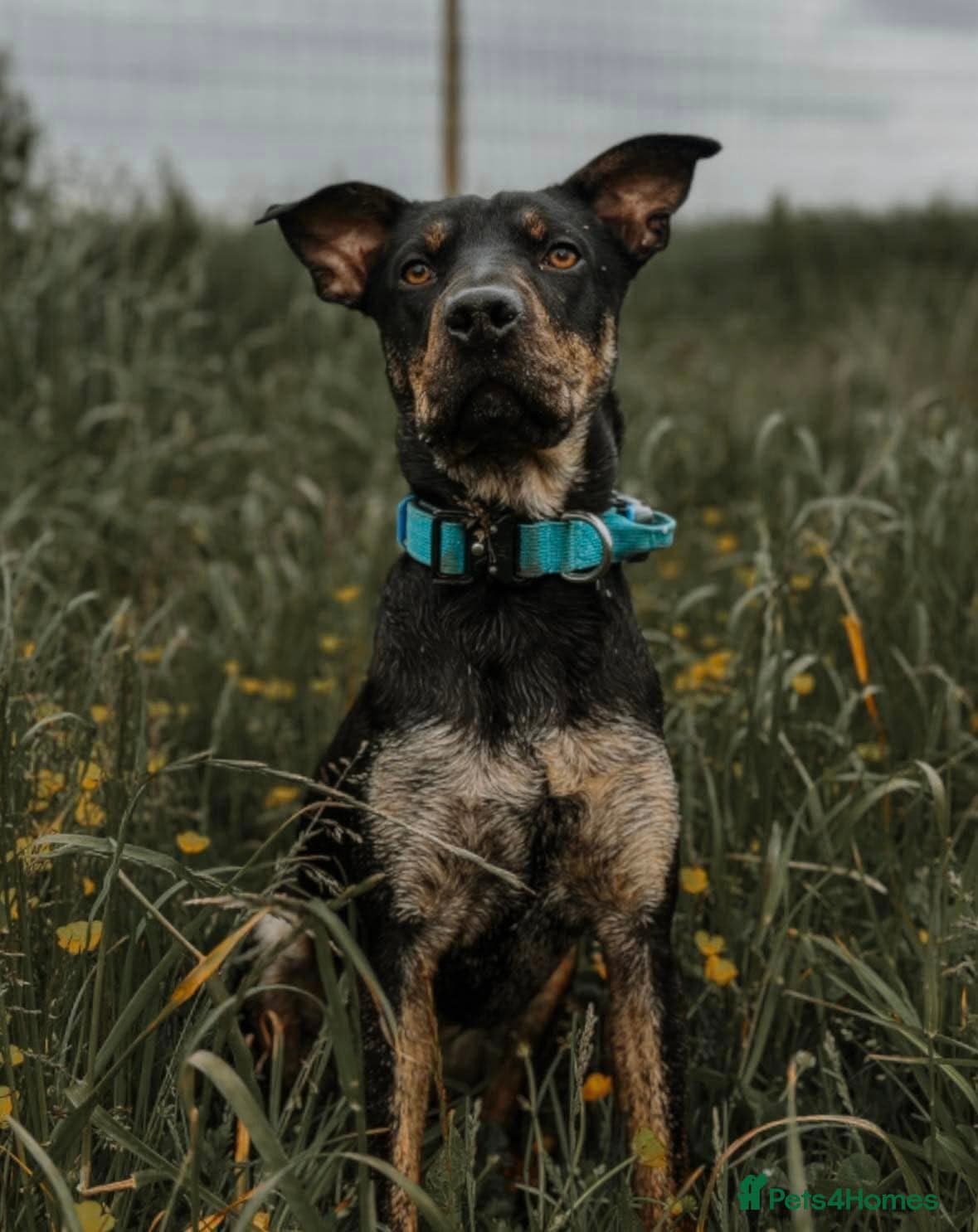 Madonna 18 month old female photo 8