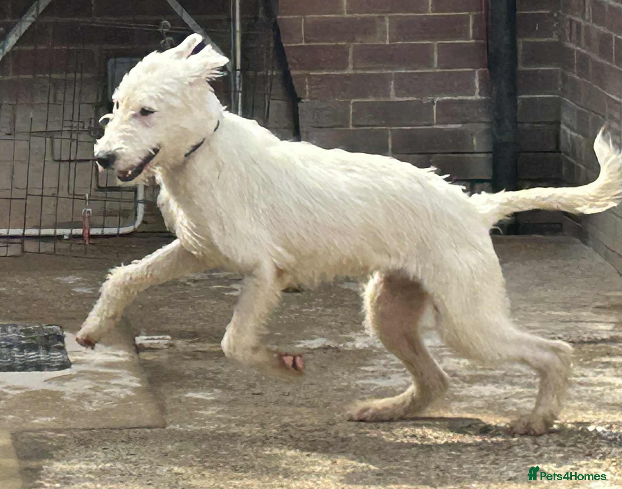 Peter - Norwich Norfolk photo 19